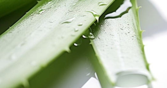 Oily Skin No More: Balance with Aloe Vera's Green Power